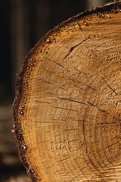 چوب‌های مناسب برای کابینت